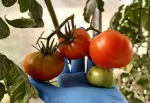 Tomates sequía y salinidad