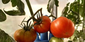 Tomates sequía y salinidad