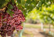 Impacto de uva de mesa sustentable