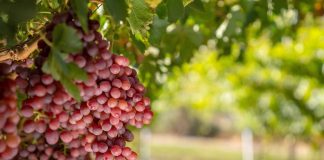 Impacto de uva de mesa sustentable