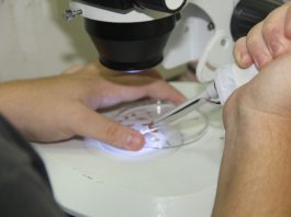 Embriones Bovinos América Latina