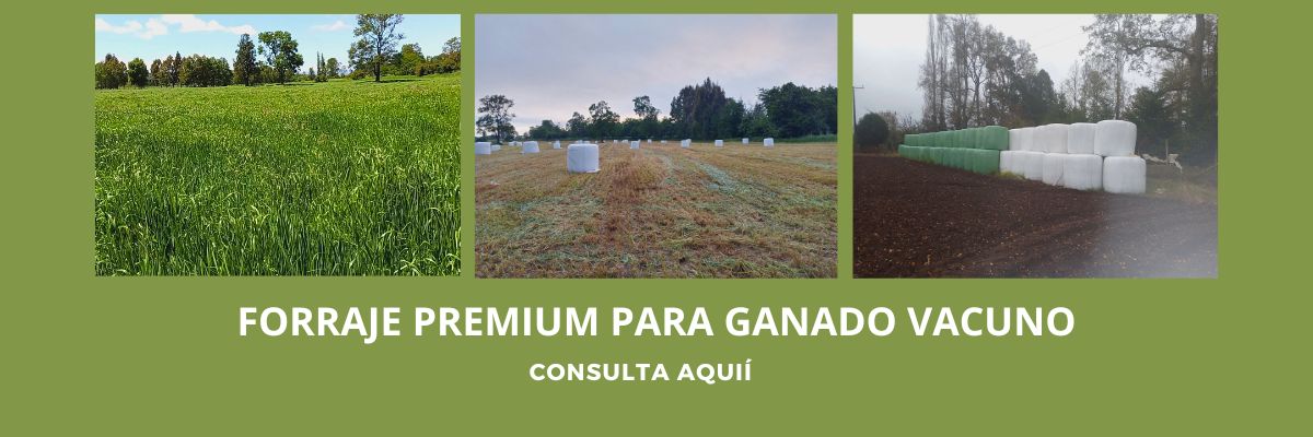 FORRAJE PREMIUM PARA GANADO VACUNO LOS RIOS 1