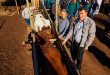 Valparaíso brucelosis bovina