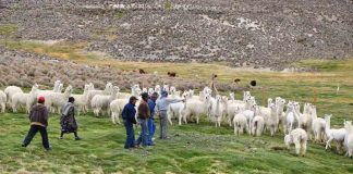 Camélidos Antofagasta