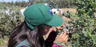 Programa Nacional de Lobesia botrana SAG
