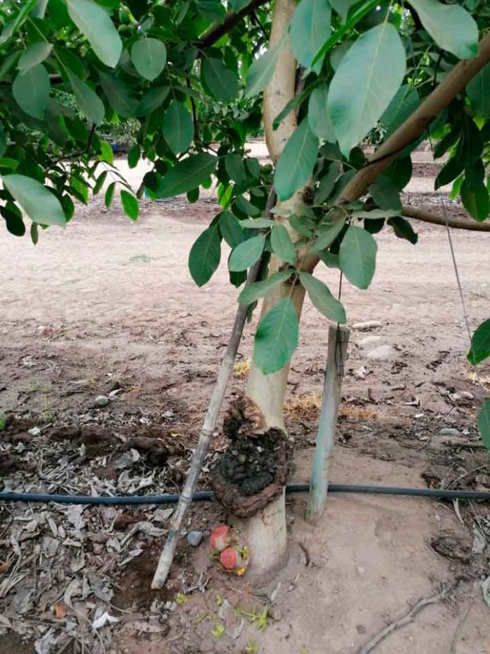 Tumores en frutales
