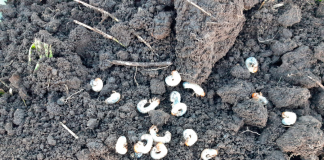 control de gusanos blancos