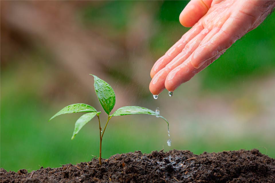 Soluciones de riego para Alfalfa