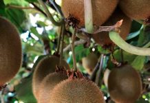 mejorar resultados en kiwi