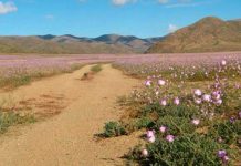 desierto florido