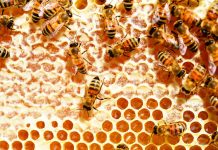 Desarrollan fármaco natural para prevenir y controlar patógeno mundial en abejas melíferas