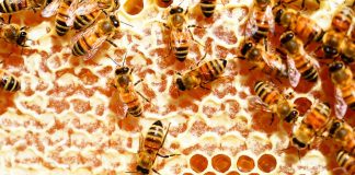 Desarrollan fármaco natural para prevenir y controlar patógeno mundial en abejas melíferas