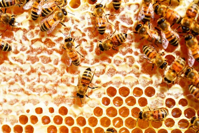 Desarrollan fármaco natural para prevenir y controlar patógeno mundial en abejas melíferas