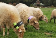 Diseñan sistema de monitoreo para reducir la depredación ovina
