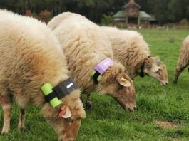Diseñan sistema de monitoreo para reducir la depredación ovina