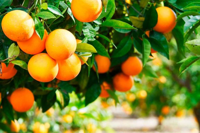 Empresarios de Coquimbo viajarán a Panamá con miras a abrir nuevos mercados de exportación para la región 