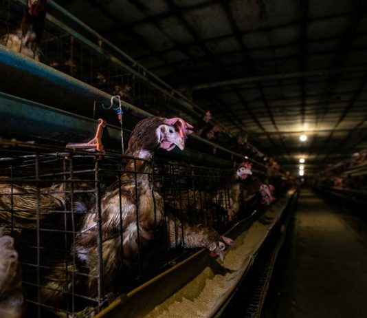 Gallinas ponedoras , enjauladas