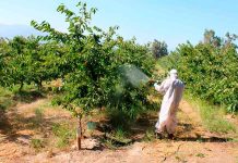 Innovador protector solar para cerezas de exportación: estudian revertir embates del cambio climático