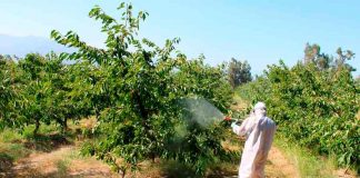 Innovador protector solar para cerezas de exportación: estudian revertir embates del cambio climático