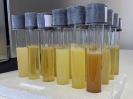 Mieles de la Patagonia