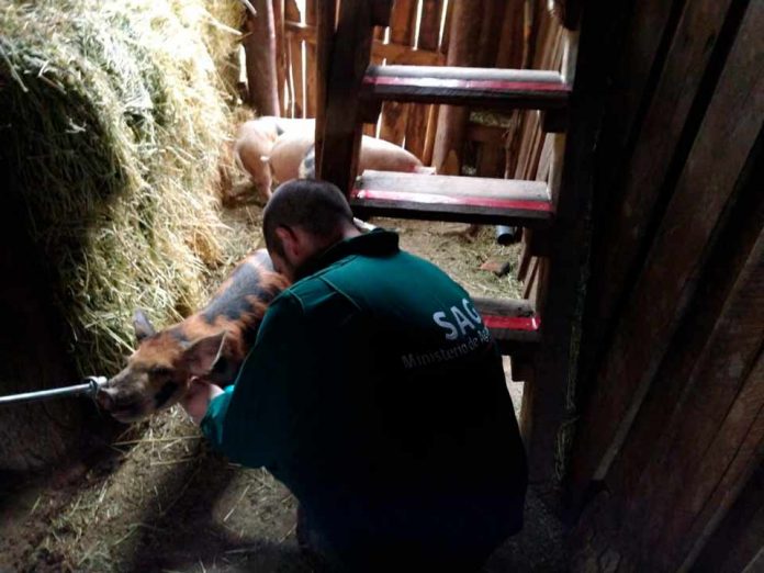 SAG Aysén llama a realizar la Declaración de Existencia Animal