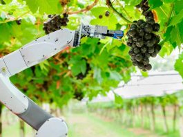 Sector agrícola y agronegocios se verán favorecidos con el avance de la inteligencia artificial