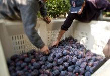 Liderazgo de Chile en exportación de ciruelas secas