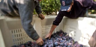 Liderazgo de Chile en exportación de ciruelas secas