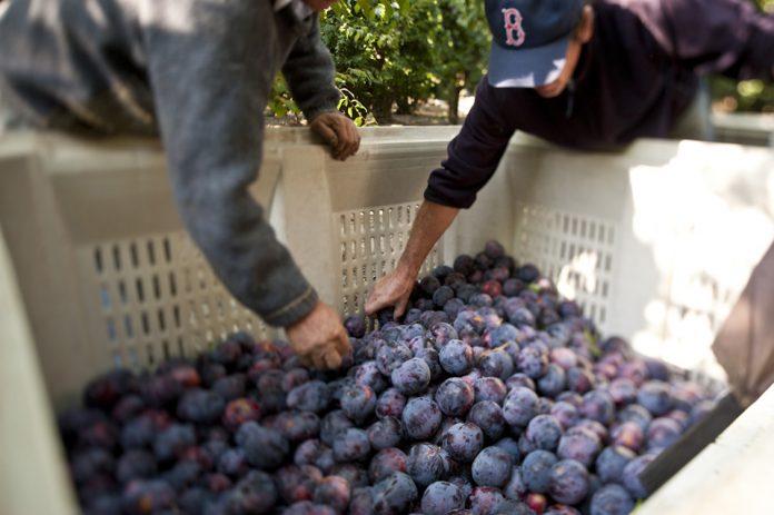 Liderazgo de Chile en exportación de ciruelas secas