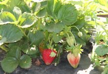 plaga producción de frutillas Ñuble