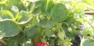 plaga producción de frutillas Ñuble