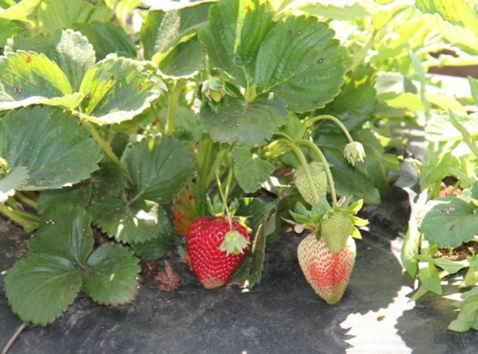 plaga producción de frutillas Ñuble
