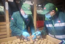 Productores de papa arauco