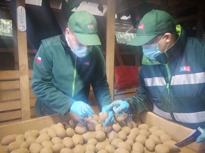 Productores de papa arauco