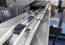 CALIBRADO Y EMBALAJE AYUDAN A LAS PLANTAS DE PROCESO DE ARÁNDANOS 1