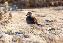 Como proteger aves costeras