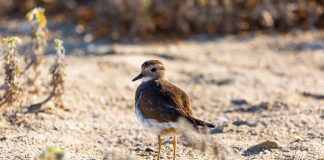 Como proteger aves costeras