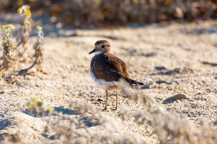 Como proteger aves costeras