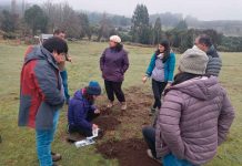 INIA realiza talleres, visitas a predios y días de campo para control biológico de gusano blanco en praderas de Chiloé