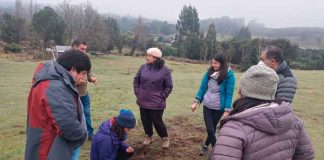 INIA realiza talleres, visitas a predios y días de campo para control biológico de gusano blanco en praderas de Chiloé