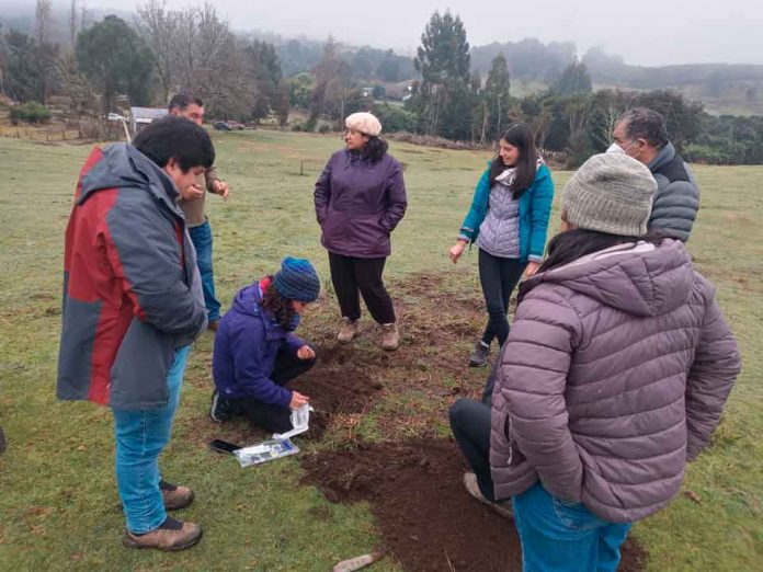 INIA realiza talleres, visitas a predios y días de campo para control biológico de gusano blanco en praderas de Chiloé