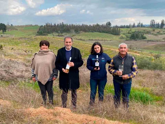 Minagri pone en marcha seguro agrícola para proteger a más de 500 pequeños viñateros de Biobío 