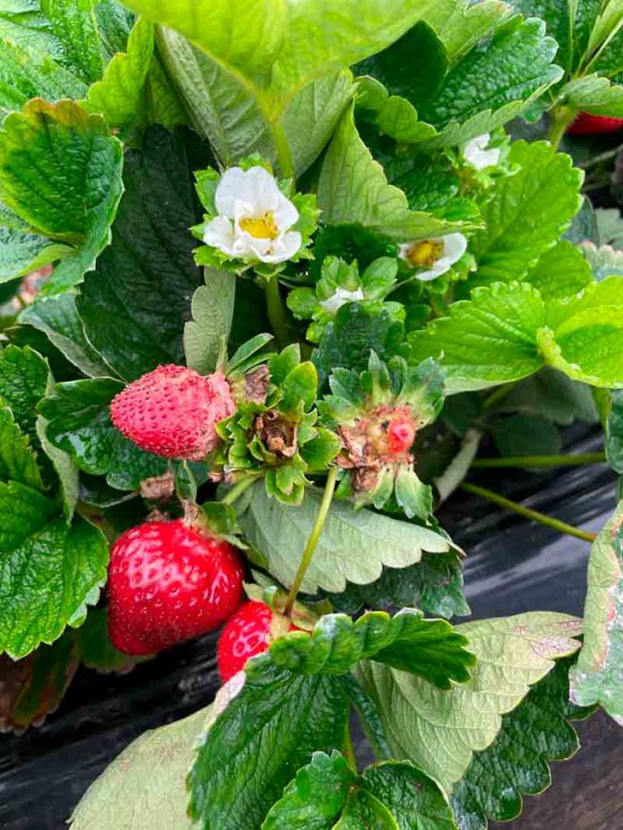 Nemátodo de la frutilla: INIA despliega trabajo para monitoreo y diagnóstico