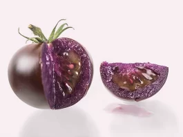 Súper tomates morados EE.UU.