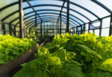 cultivar sin pesticidas en la Patagonia