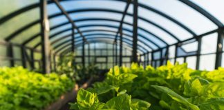 cultivar sin pesticidas en la Patagonia