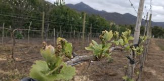 vinos en riesgo por el cambio climático