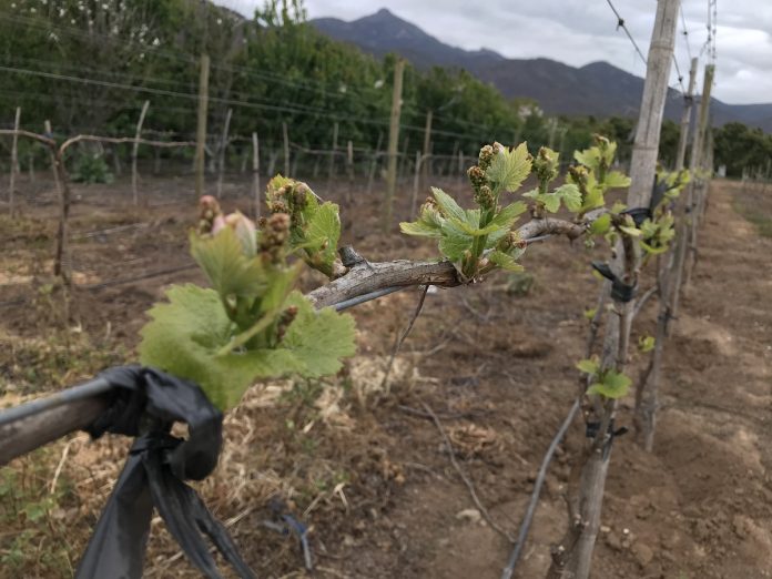 vinos en riesgo por el cambio climático