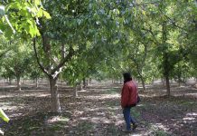 aplicación para cubiertas vegetales