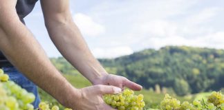 nitrógeno aporta al mundo vitivinícola